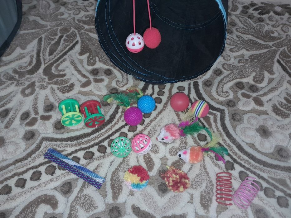 Всё необходимое для вашего котенка