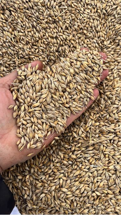 Продам пшеницу ячмень в мешках по 50-55 кг