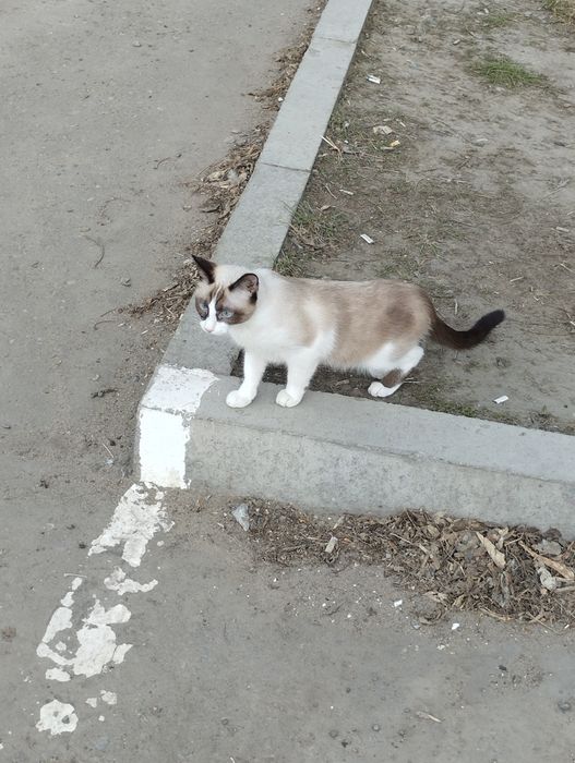 Отдам кошку в хорошие руки