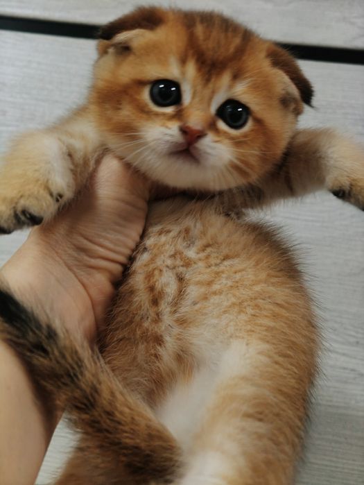 Котята Драгоценного окраса шиншилла