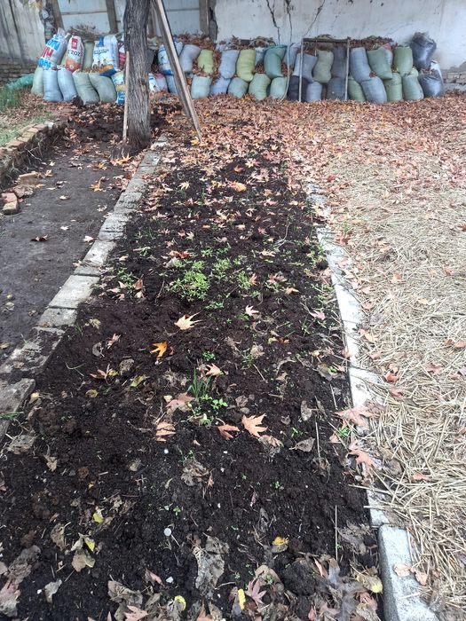 Biogumus     òģiti