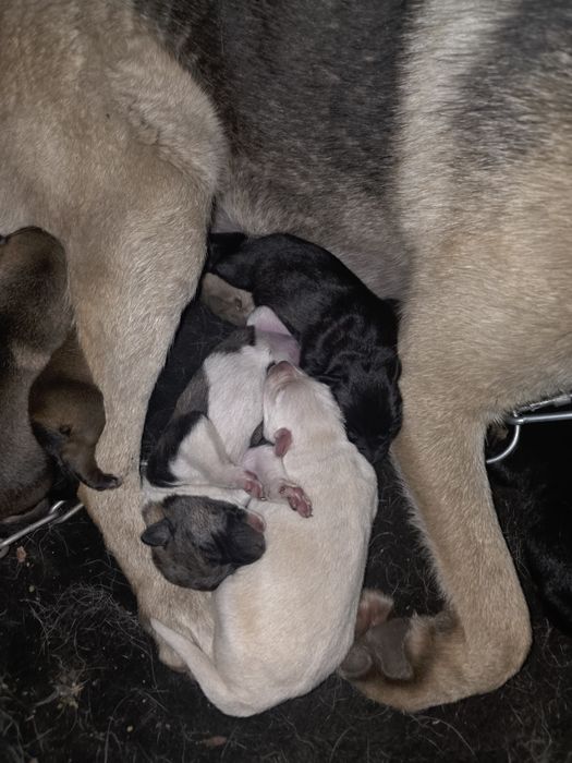 Щинки ищут добрых ответственых хозяев