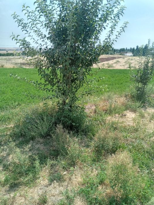 Участка сотилади 10соток