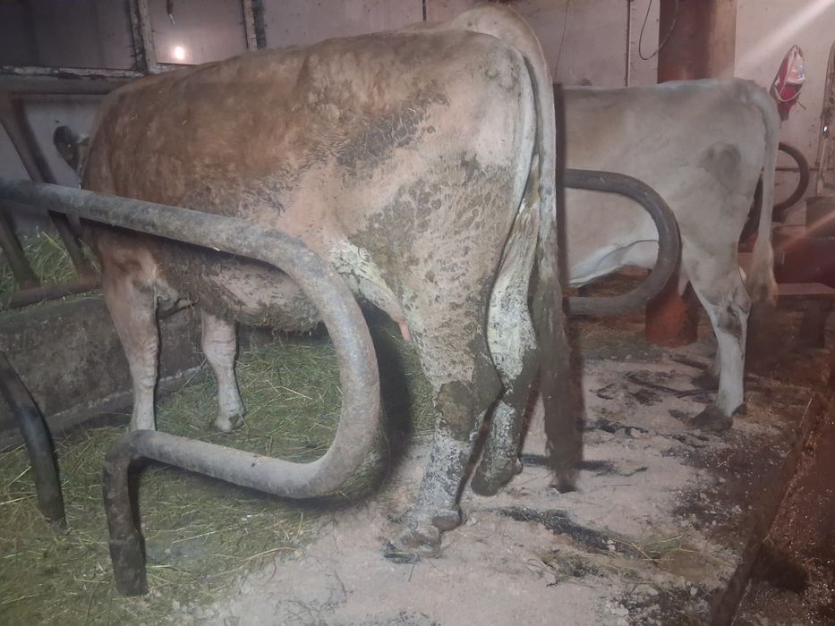 Vacă  balțată rominească