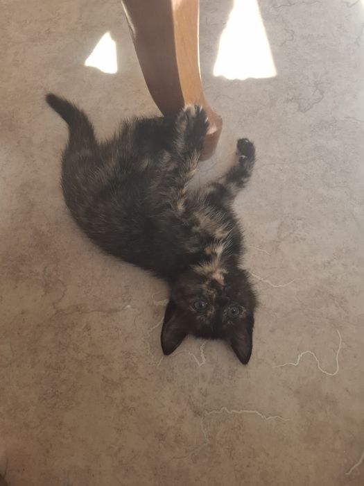 Отдам котенка девочку