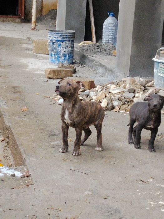 Питбуль обласи сотилади