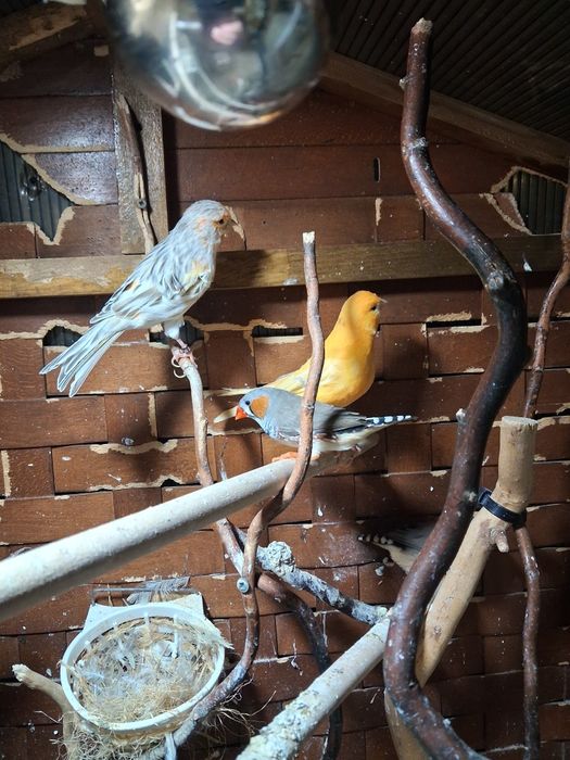 Canari si zebre de vanzare