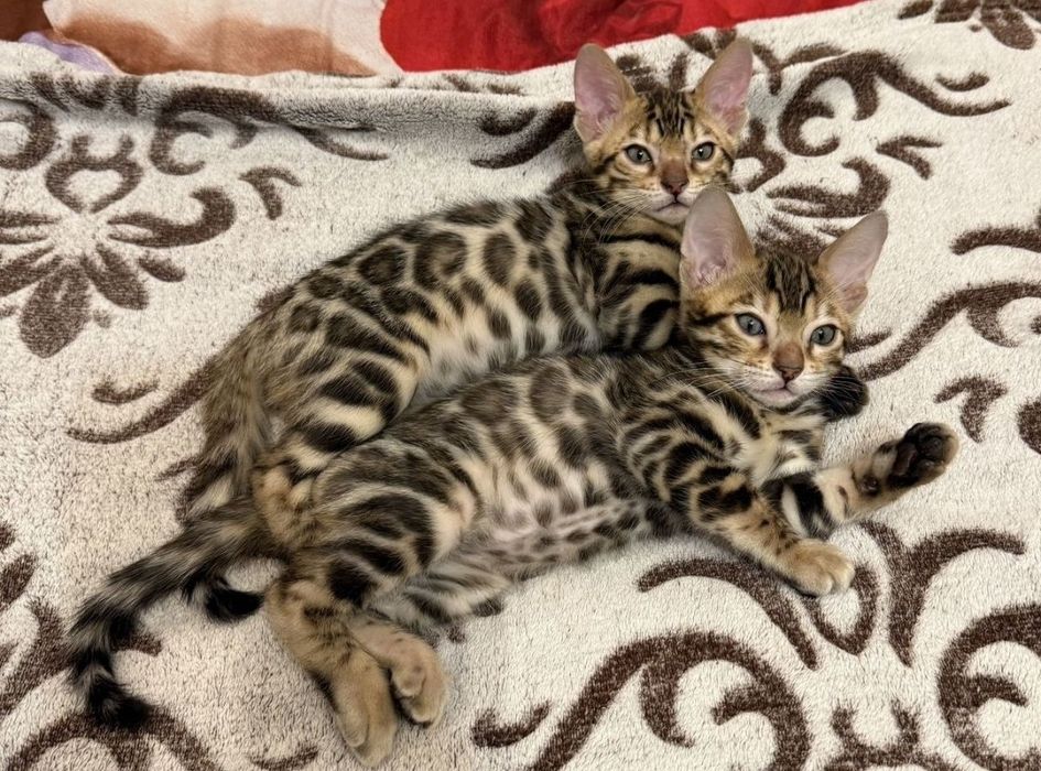 Бенгальские котята