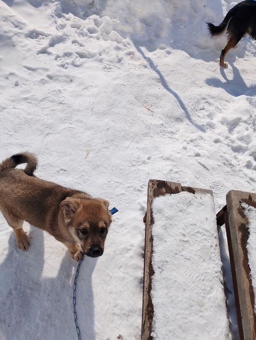 Отдам щенка, мальчик  три месяца