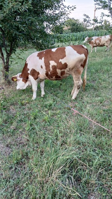 Junica / Vaca Baltata Romaneasca