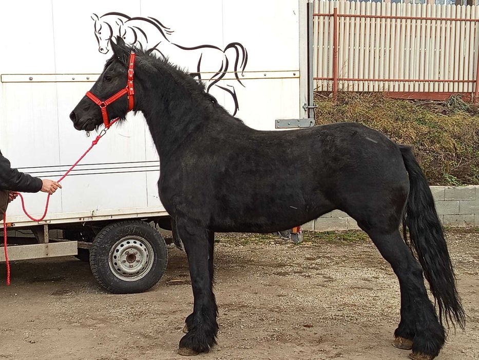Cai frizieni diferite varsta de vanzare