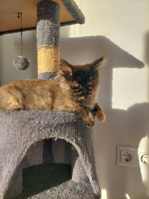 Котенок девочка Ташкент