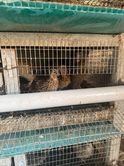 Бөдене ,балапандарға арналған ұя