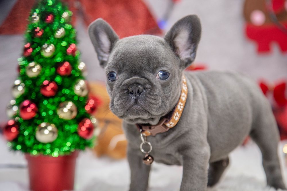 bulldog francez lilac