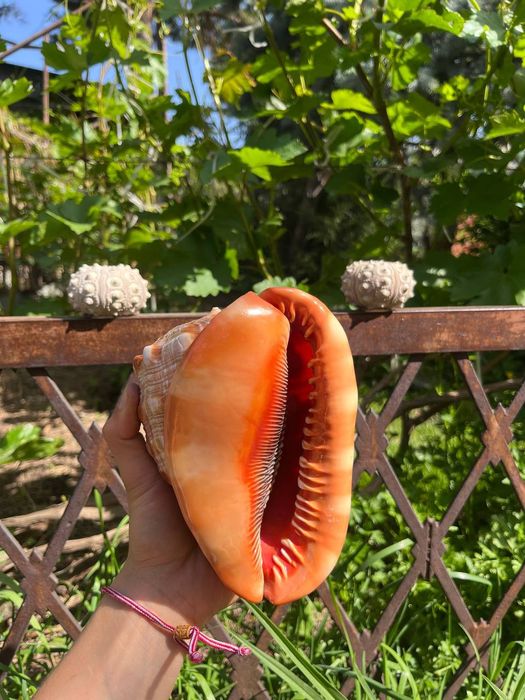 Ракушки с дальних островов