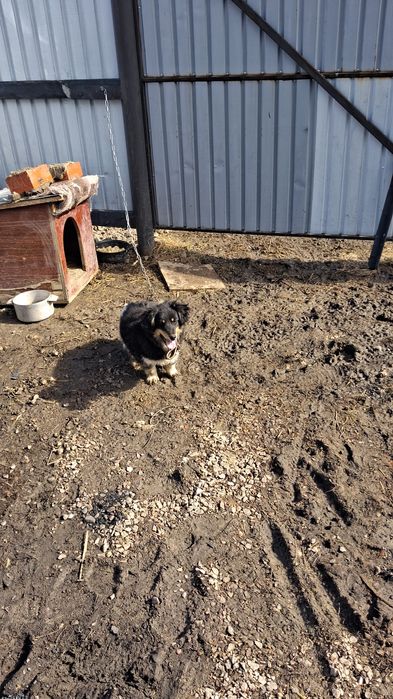 Отдам даром щенка мальчик 4 м