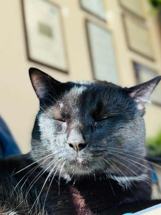 Мъжко котарак търси дом