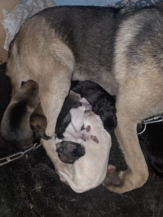 Щинки ищут добрых ответственых хозяев