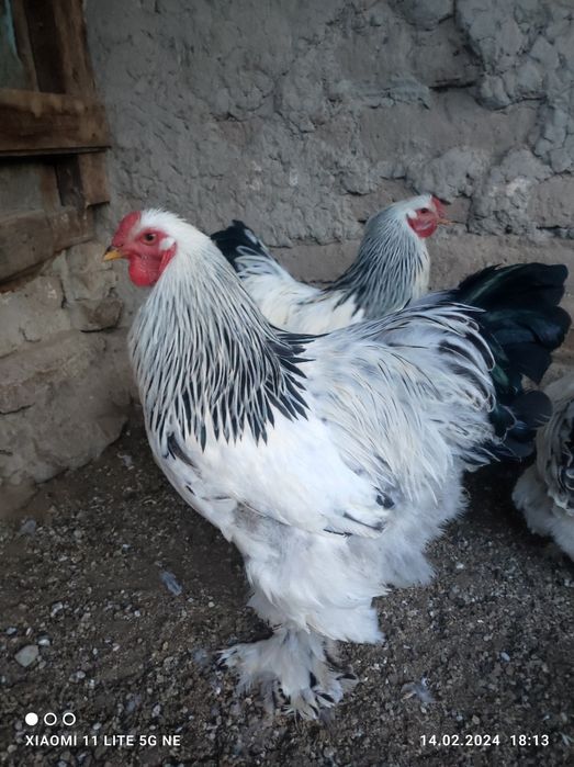 Бирама товуклар сотилади. Тоза зотли.