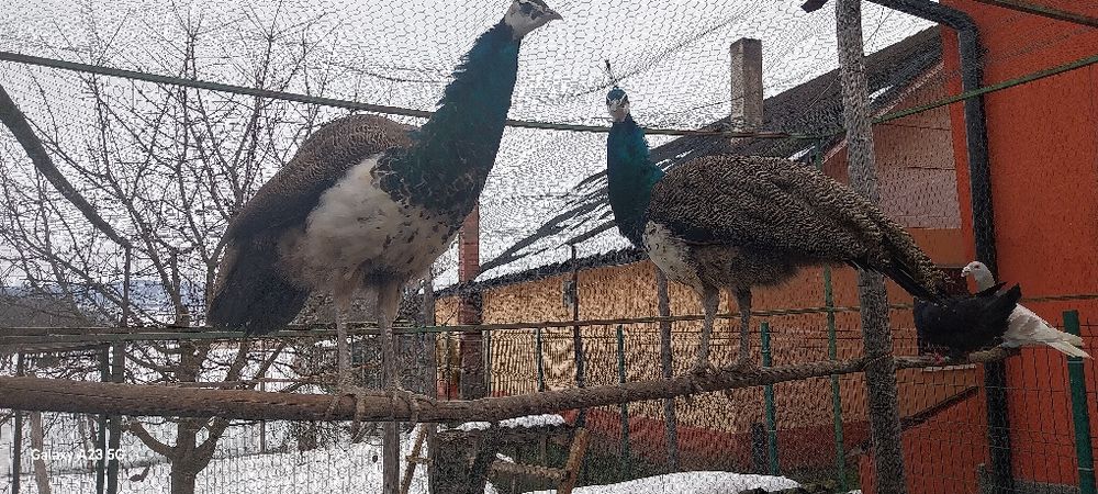 Vînd pasarile don imagine.