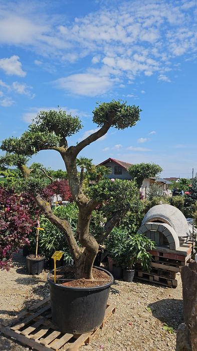 Măslin olive  bonsai