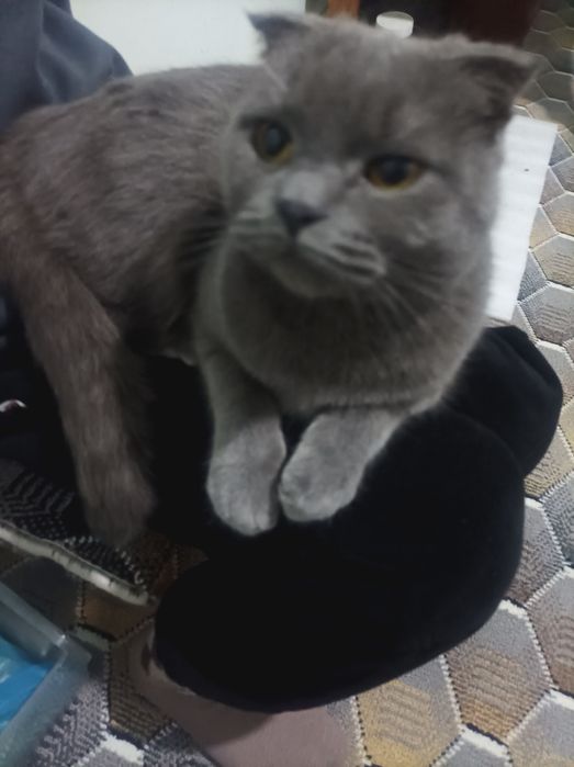 Мушук Британский скотч фолд.киз бола