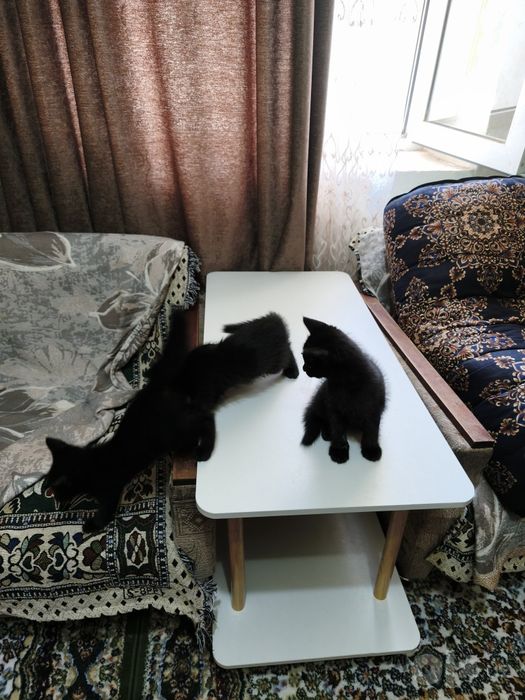 Котята (mushukchalar)