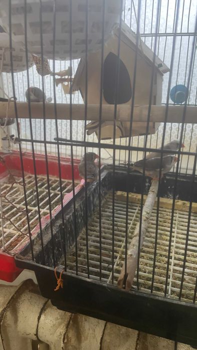 Амидинка продается птички