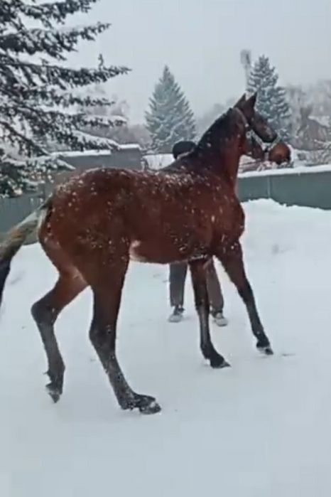 Американка иноходка кабылка