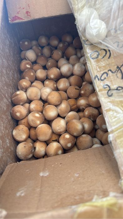 Құрт,Ірімшік,қаймақ,сары май,рафаэлло