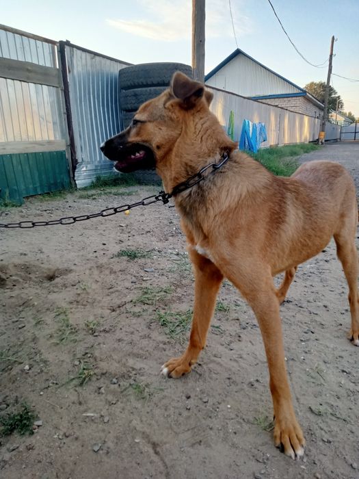 Отдам даром хорошо сабаки