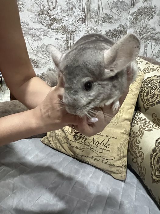 Шиншила домашняя.