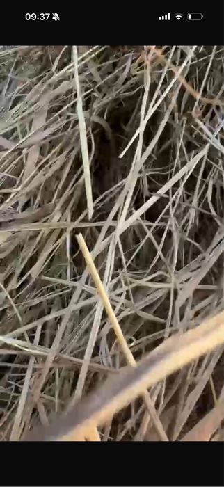 Сено с места 6000