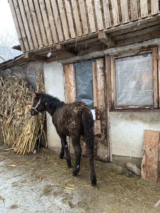 Vand manza de 6 luni