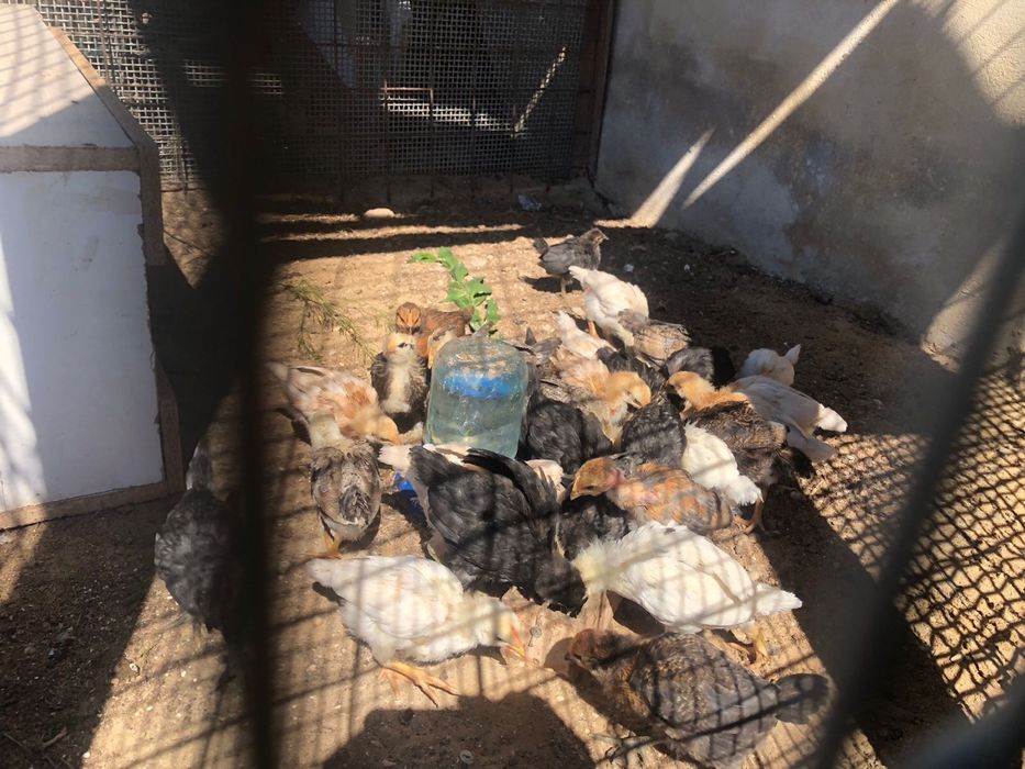 Балапандар бар әртүрлі пародия