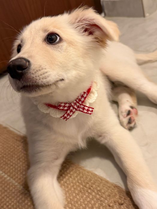Adopție pui golden retriever
