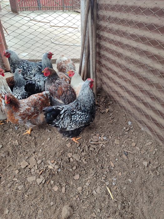 Cocosi /gaini Wyandotte 2025