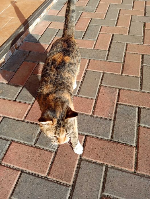 Donez pisică "Tigruta"