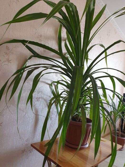 Продам цветок панданус очень большой