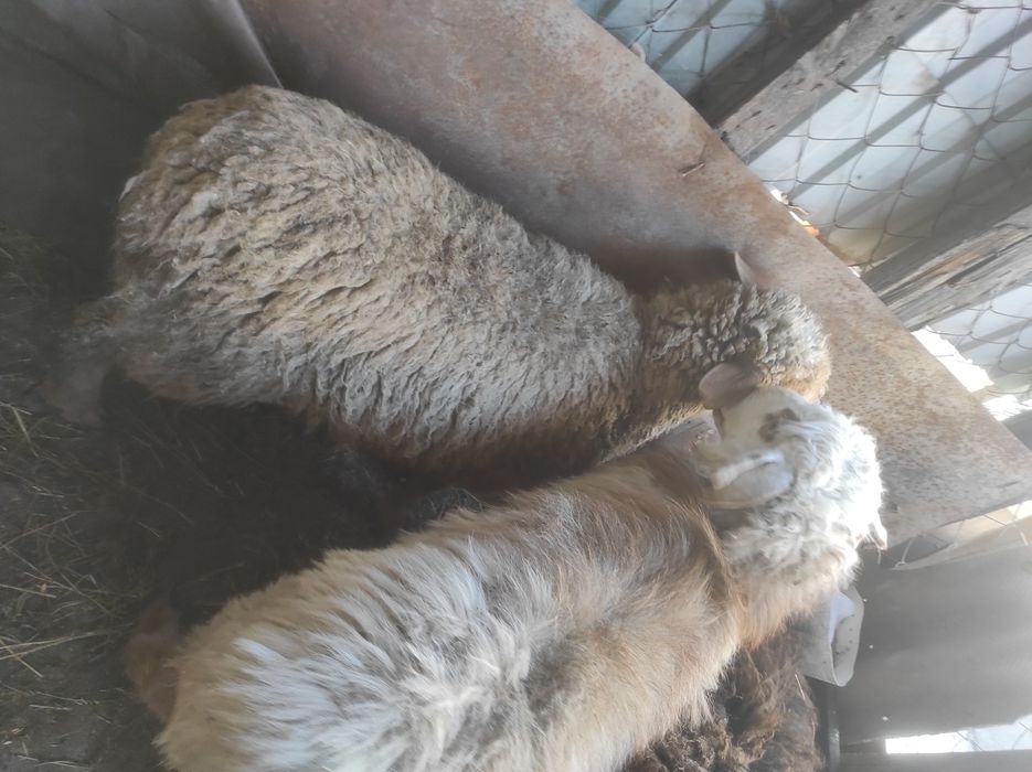 Продам два барана