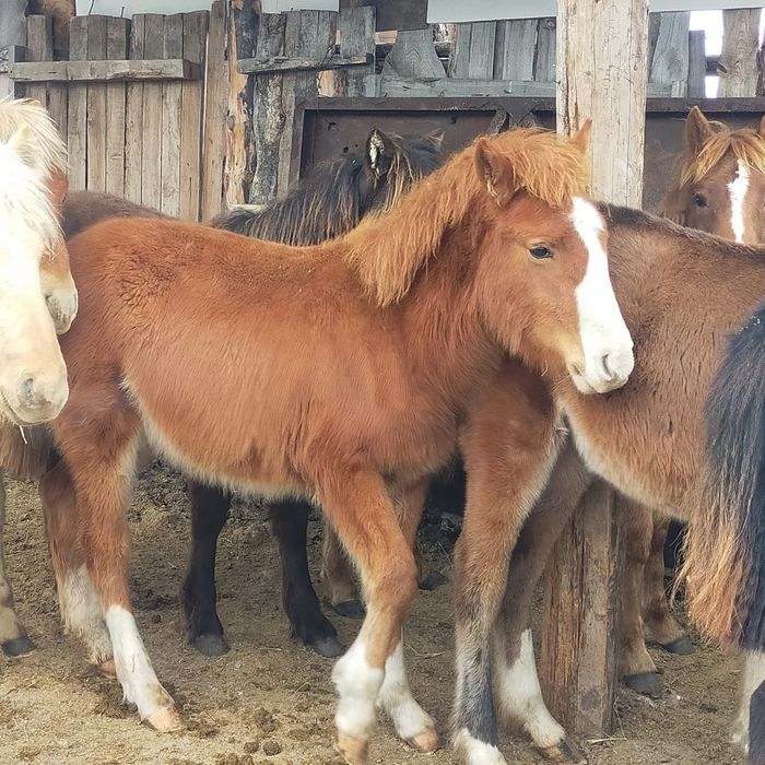 Кобылки 300тыс доставка