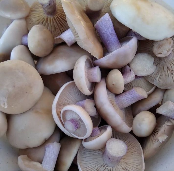 Грибы синийножки