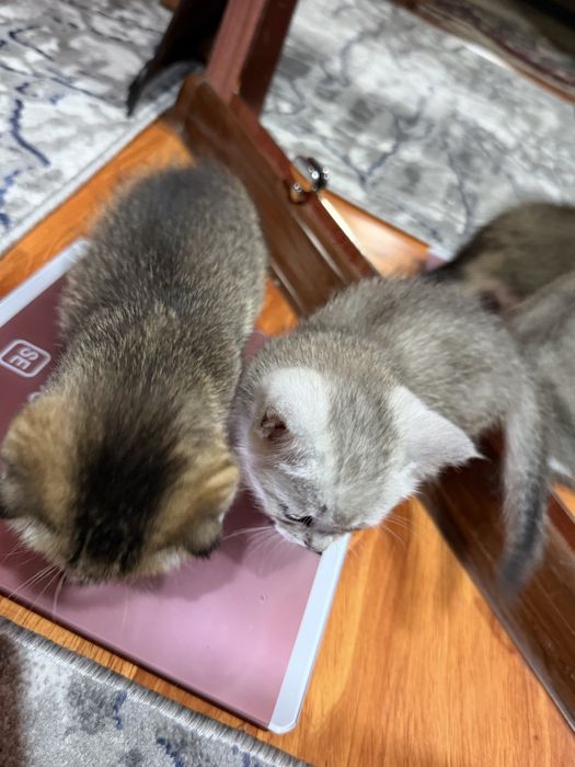 Коцята 1,5 месячные