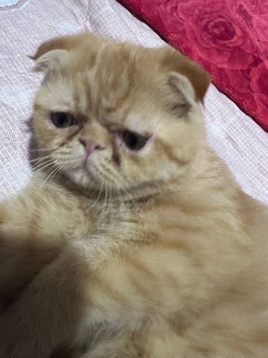 •	 Красивая персидская кошка ищет новый дом — ласковая и ухоженная