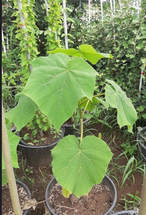 Paulownia în ghiveci, seminte, răsaduri,  plante mature în ghiveci 6m