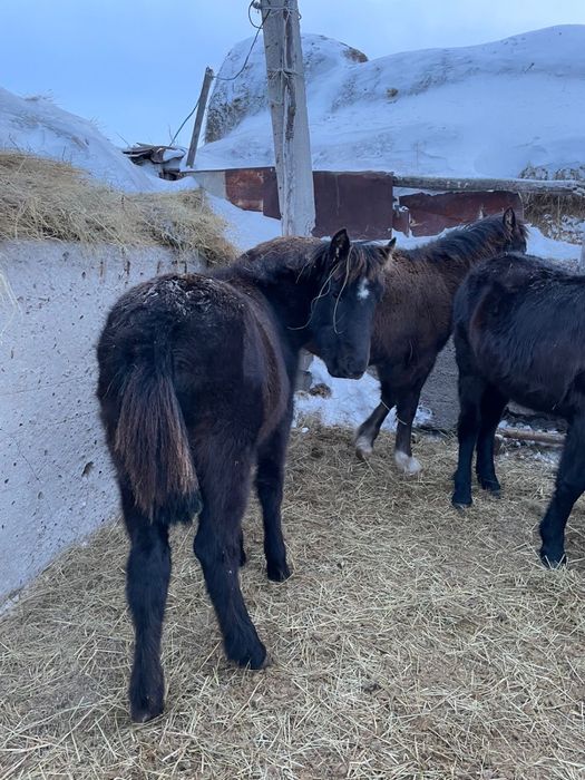 Жабагылар сатылады