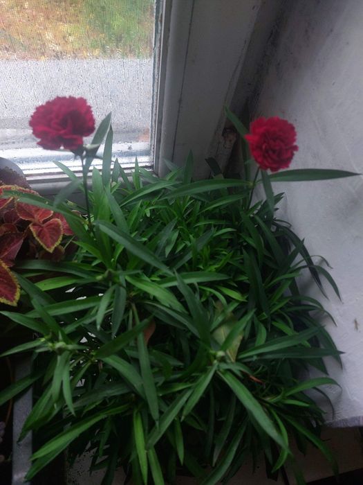 Гвоздика и ипомея