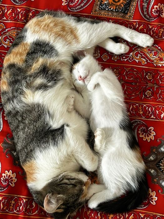 Отдам котека в добрые руки