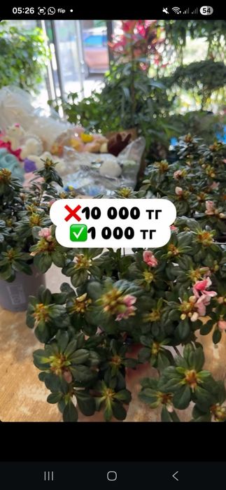 Комнатные цветы со скидкой.