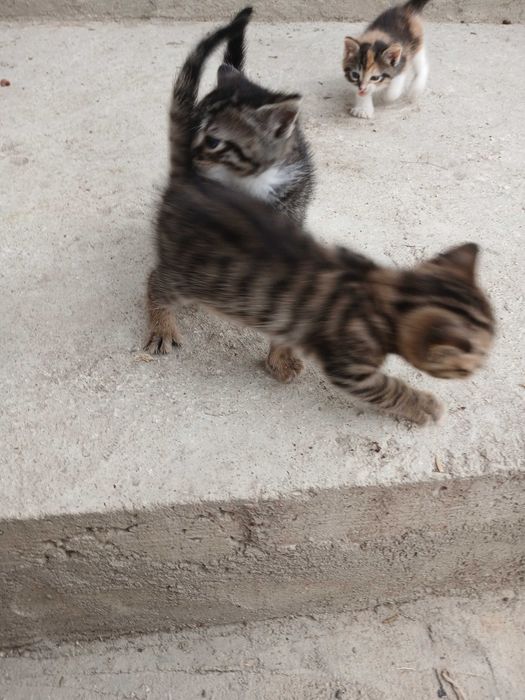 Подарявам котенца